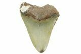 Bargain, Fossil Megalodon Tooth - North Carolina #368047-1